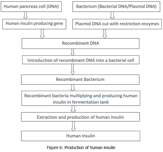 production of human insulin